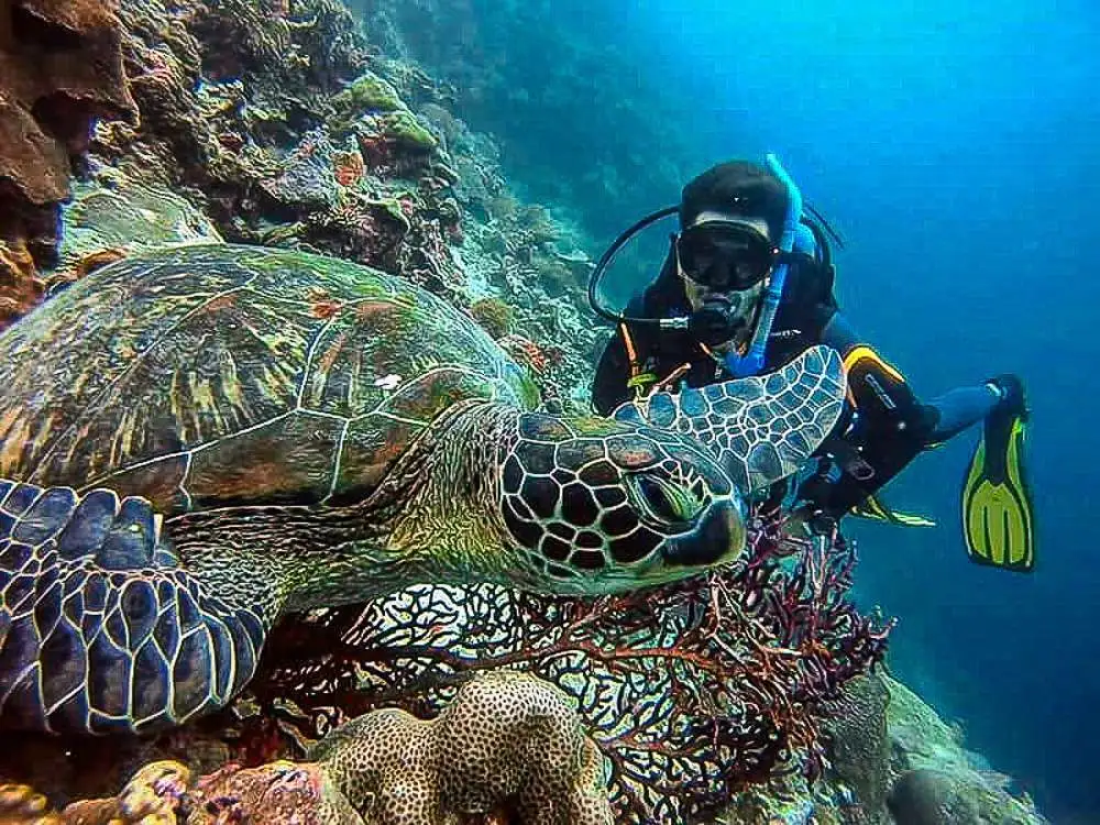 Complete Guide to PADI Courses at Neptune Diving Adventure in Cebu