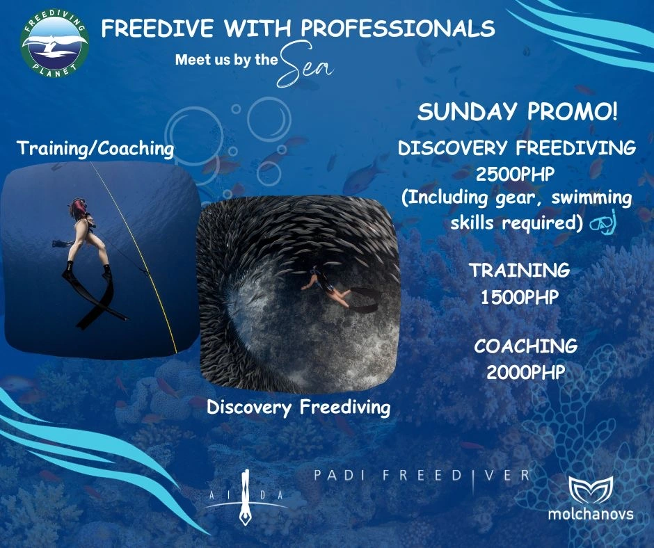 Discover Moalboal’s Sardine Run with Freediving Planet: What to Expect